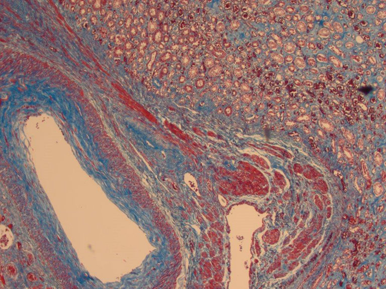 Histology